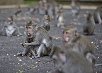 Majmuni goli „Revolucija