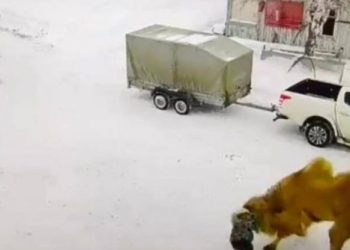 Deveja vret bariun rus që e godiste me grushte (Video)