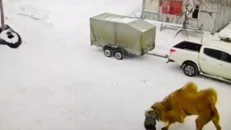 Deveja vret bariun rus që e godiste me grushte (Video)