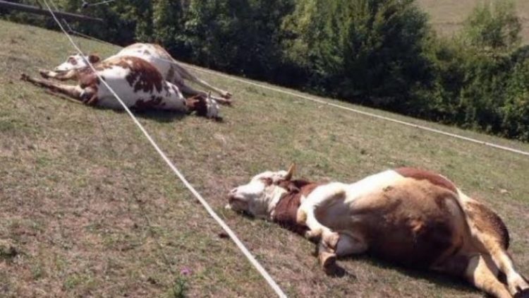 Rreziku nga shpezët dhe kafshët e ngordhura gjatë përmbytjeve