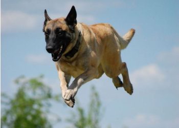 Ja cili qen është më i zgjuar sesa Border Collie