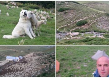 Naseri nga Tetova ka fermën me 4080 dhen dhe 50 kuaj: “Jam brezi i katërt që merrem me blegtori dhe jam i vendosur të vazhdoj ta zhvilloj fermën”(FOTO)