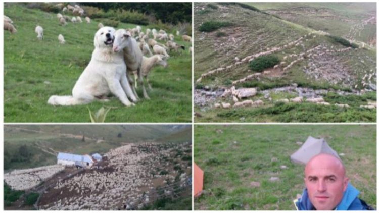 Naseri nga Tetova ka fermën me 4080 dhen dhe 50 kuaj: “Jam brezi i katërt që merrem me blegtori dhe jam i vendosur të vazhdoj ta zhvilloj fermën”(FOTO)