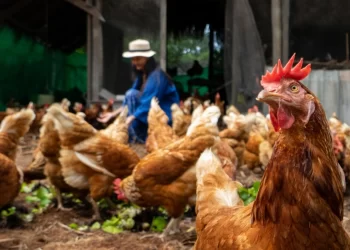 Gripi i shpendëve alarmon Çekinë, asgjëson 220,000 pula