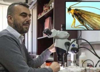 Të mërkurën prezantohet insekti i ri i zbuluar në Kosovë