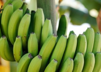 5 arsyet pse nuk duhet të hamë kurrë fruta të papjekura