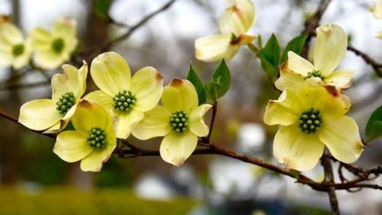 Java nis me temperatura pranverore