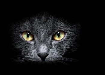 Pse sytë e maceve shkëlqejnë në errësirë?