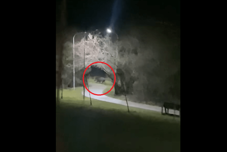 S’mjaftojnë qentë endacakë, shfaqen edhe derrat e egër në Gërmi(VIDEO)