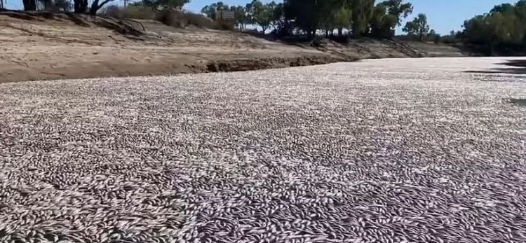 Miliona peshq të ngordhur “pushtojnë” një lumë në Australi