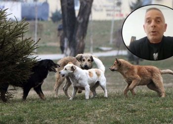 Kandidati për kryetar të Mitrovicës së Veriut: 39 qen kanë ngordhur si pasojë e helmimit nga strukturat paralele, mund të kemi pandemi