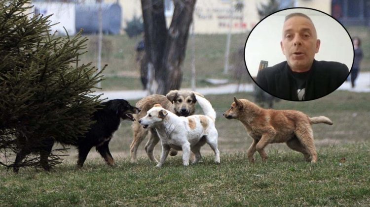 Kandidati për kryetar të Mitrovicës së Veriut: 39 qen kanë ngordhur si pasojë e helmimit nga strukturat paralele, mund të kemi pandemi