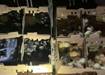 Parandalohet kontabandë me 2250 zogj nga Serbia – arrestohet një person