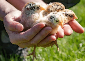 Çfarë janë sëmundjet zoonotike dhe pse ato po përhapen gjithnjë e më shumë te njerëzit?