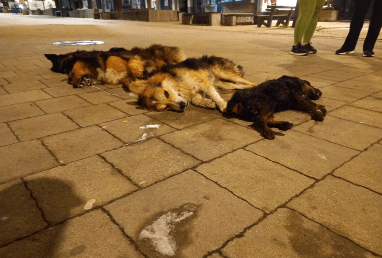 Helmohen qentë në shëtitoren e Mitrovicës së Veriut, dëshmitarët pretendojnë se dy persona u kanë dhënë kafshëve endacakë hot-dog të helmuar