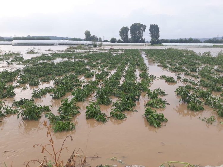 Më shumë se 1 milion dëme në bujqësi nga vërshimet e janarit, bujqit presin kompensim