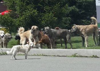 Një fëmijë kafshohet në fytyrë nga një qen endacak në shesh të Prishtinës
