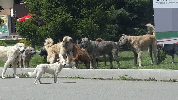Një fëmijë kafshohet në fytyrë nga një qen endacak në shesh të Prishtinës