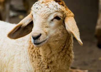 Çmimi i kurbanëve shkon deri në 300 euro