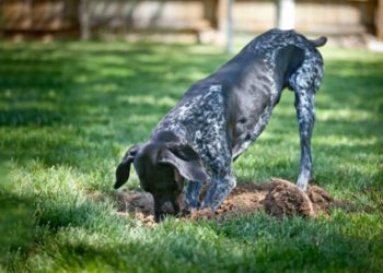 Përse qentë bëjnë gropa në tokë