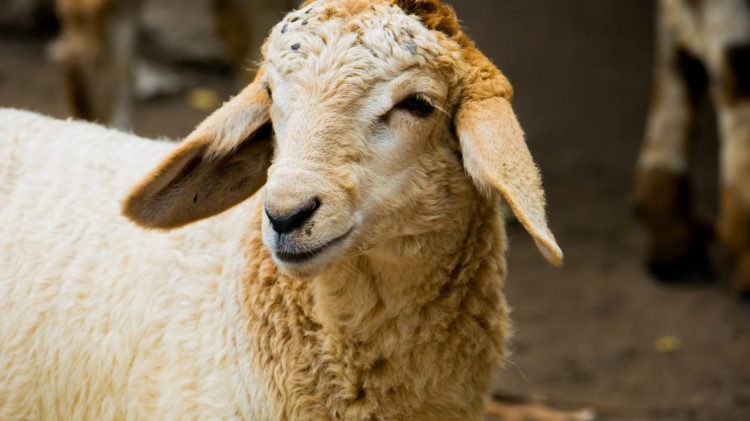 BIK vazhdon traditën e therjes së kurbanit, ky do të jetë çmimi