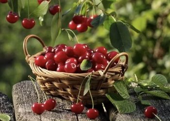 Efektet pozitive të qershive për shëndet më të mirë