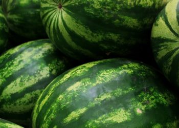 Sezoni i shalqirit, zbuloni përfitimet e tij shëndetësore