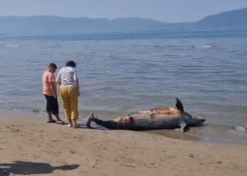 Gjendet një delfin i ngordhur në breg të detit në Vlorë