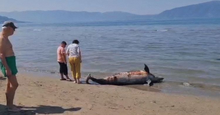 Gjendet një delfin i ngordhur në breg të detit në Vlorë