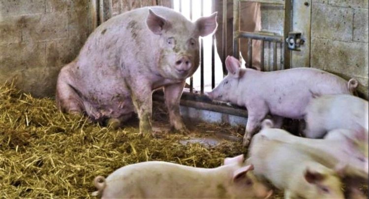 Paraqitet rasti i parë në Kosovë i prezencës se sëmundjes Murtaja Afrikane e Derrit