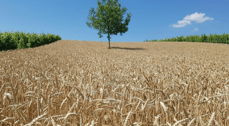 Ministria e Bujqësisë fillon me realizimin e pagesave të subvencioneve