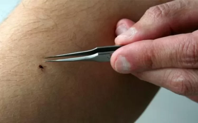 Mbi 700 pickime të rriqrave në Malishevë, 3 persona janë dërguar në QKUK