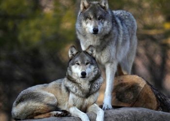 ”Ujku femër kur gjen partnerin e jetës, tërë jetën jeton me të dhe nuk e zëvendëson me një tjetër as pas vdekjes së tij”