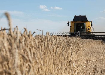 Miti i mungesës globale të grurit