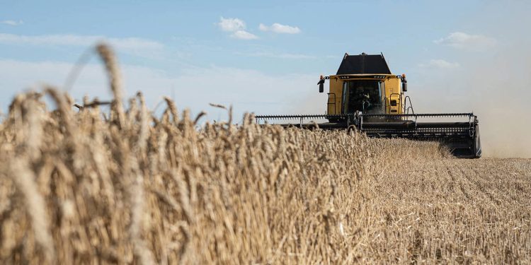 Miti i mungesës globale të grurit