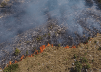 Kastriot, I vënë flakën arës në Hade, dëmtohen mbi 1 mijë trupa të arrave