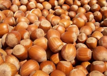 Do të habiteni shumë kur të dëgjoni se për çfarë shërben. Mos i hidhni lëvozhgat e lajthisë!