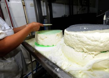 Djathi zviceran prodhohet në malet e Algjerisë