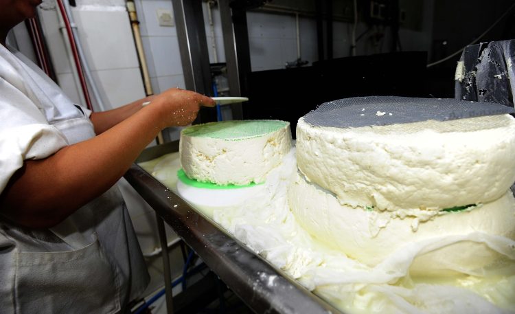 Djathi zviceran prodhohet në malet e Algjerisë