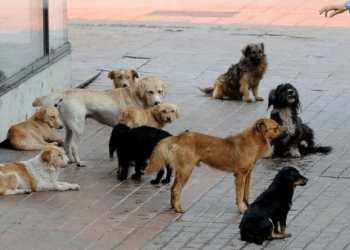 Sot do të bëhen publikë adoptimet e para të qenve endacakë