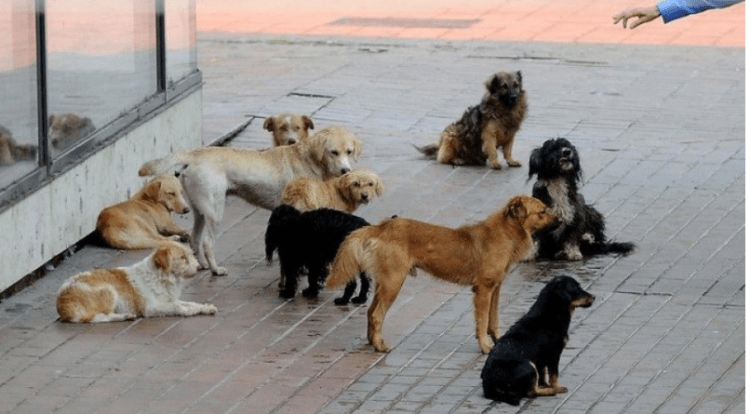 Sot do të bëhen publikë adoptimet e para të qenve endacakë