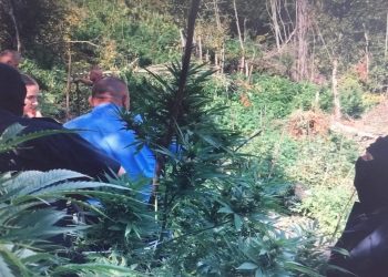 Në brezin kufitar, zbulohen dhe më pas asgjëson rreth 20 mijë fidanë drogë