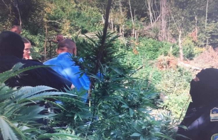 Në brezin kufitar, zbulohen dhe më pas asgjëson rreth 20 mijë fidanë drogë