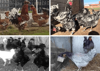 Shpallen katër raca autoktone të gjelave në Kosovë