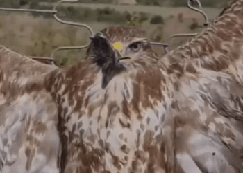 Kryqëzohet e gjallë shqiponja, policia fillon hetimet