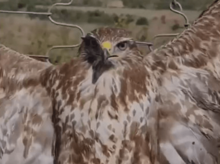 Kryqëzohet e gjallë shqiponja, policia fillon hetimet