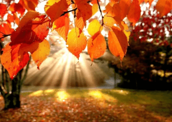 Vitaminat që duhet të merrni patjetër në vjeshtë