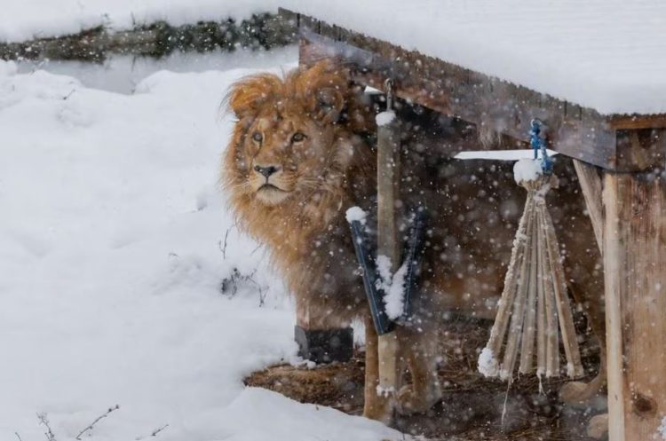 Reuters me artikull për lojën në borë të luanit dhe arinjve në Kosovë