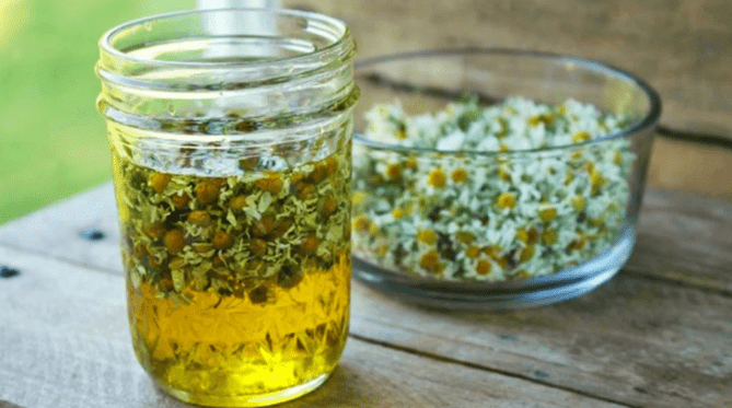 Kura me vaj ulliri dhe lule kamomili për pastrimin e gjakut