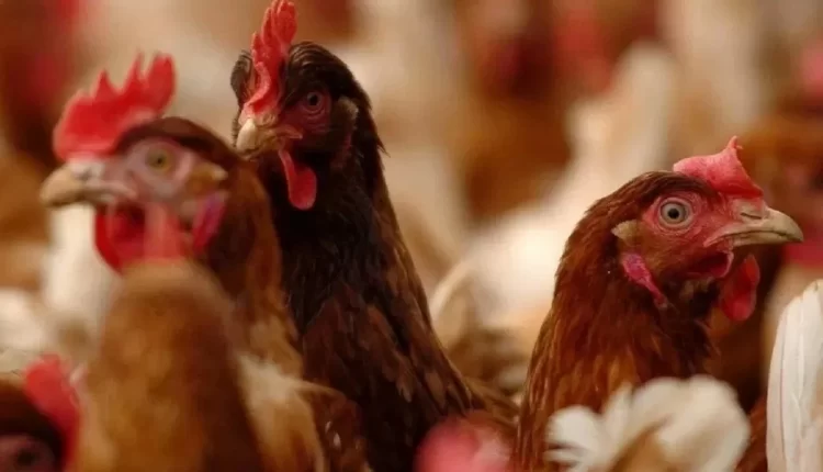 Konfirmohet rasti i parë i gripit të shpezëve në Shtime